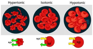 hypertonic solutions are always hyperosmotic 1