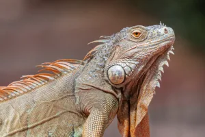 iguana 1683189286