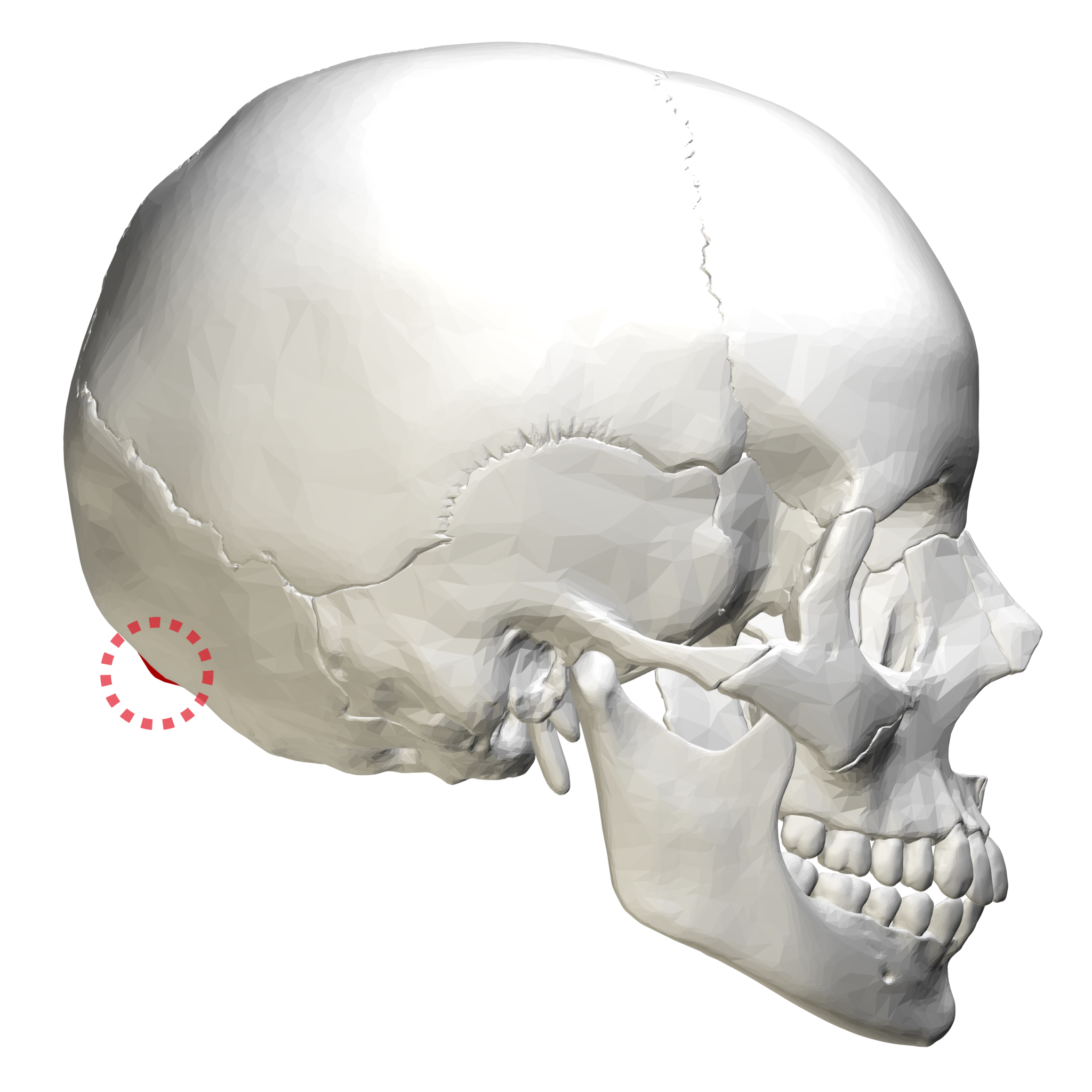 The Role Of The Inion Bump On The Human Skull 8840