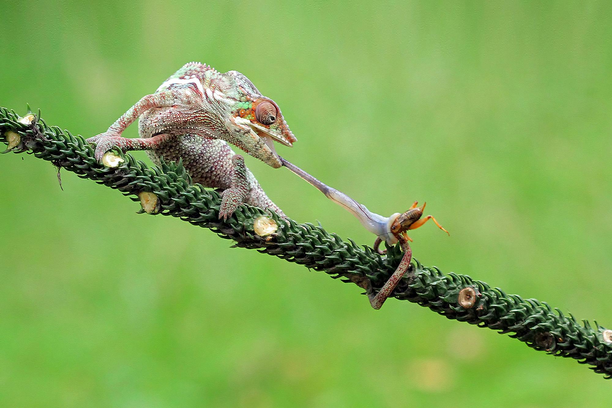 Animalia Autotrophic or Heterotrophic?