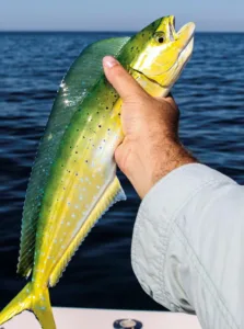 is mahi mahi kosher 1 1