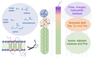 is non polar hydrophobic 1 1