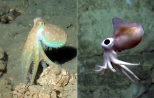 is octopus calamari 1 1