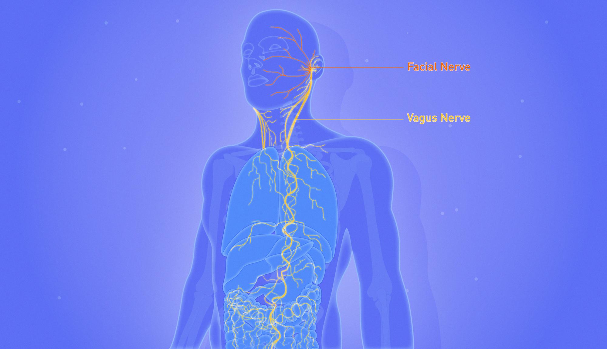 is vagus nerve damage reversible