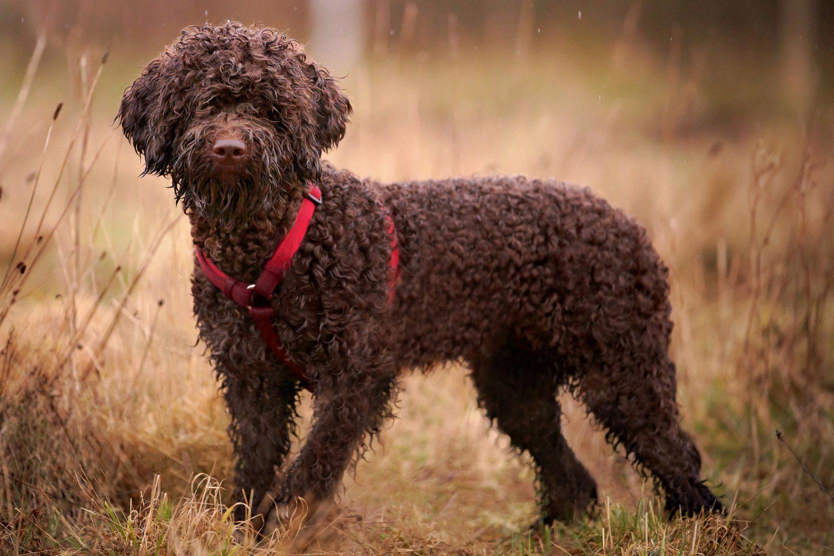 italian waterdog