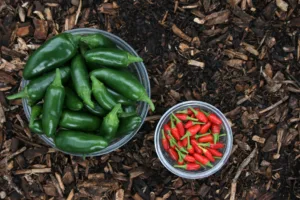 jalapeno 1684070716