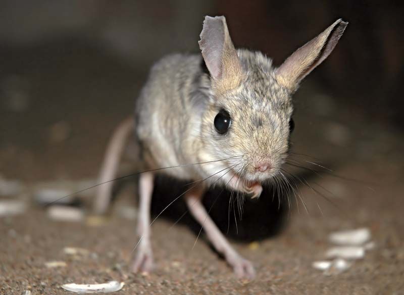 jerboa 1684075414