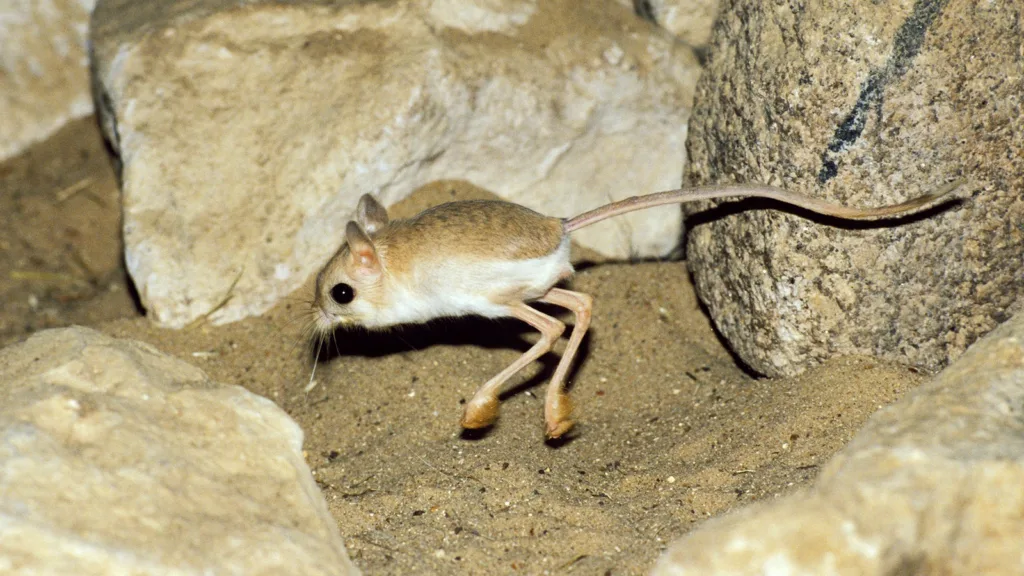 jerboa 1684075443