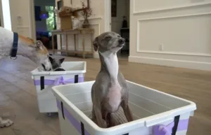 kermit italian greyhound 1684327399