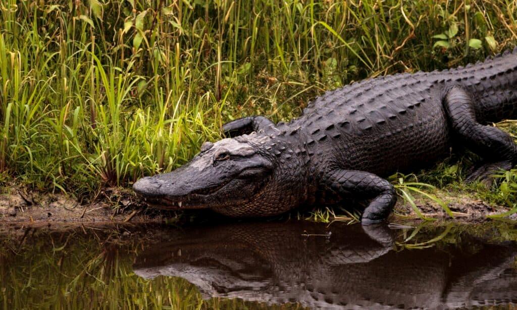 lake jesup alligator tour