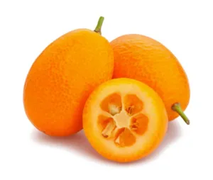 loquat vs kumquat 1 1