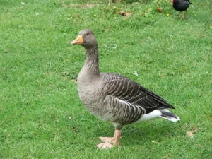 male goose 1 1