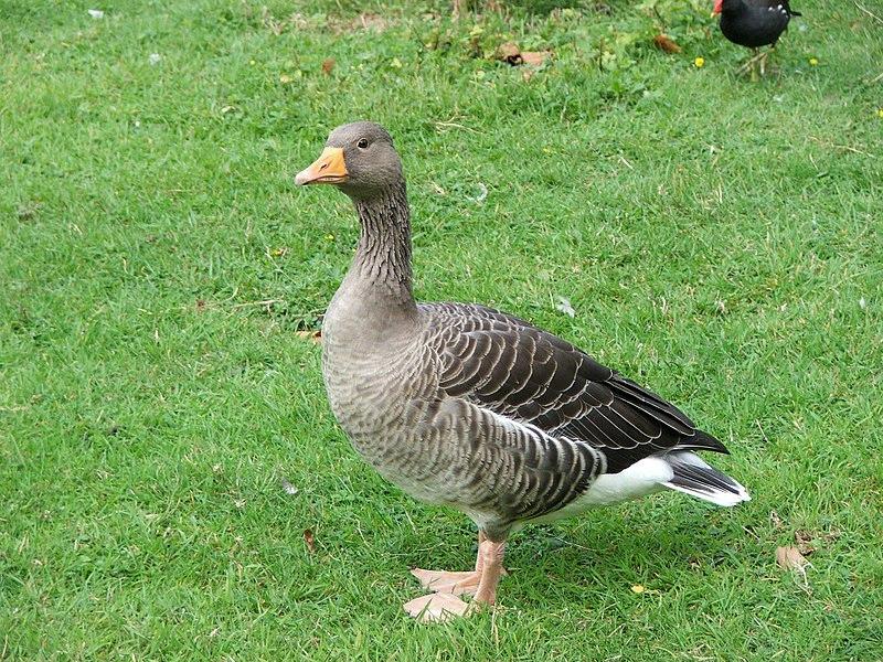 male goose