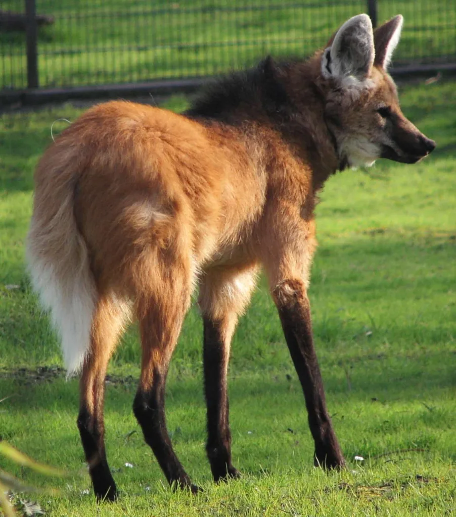 maned wolf 1684632474