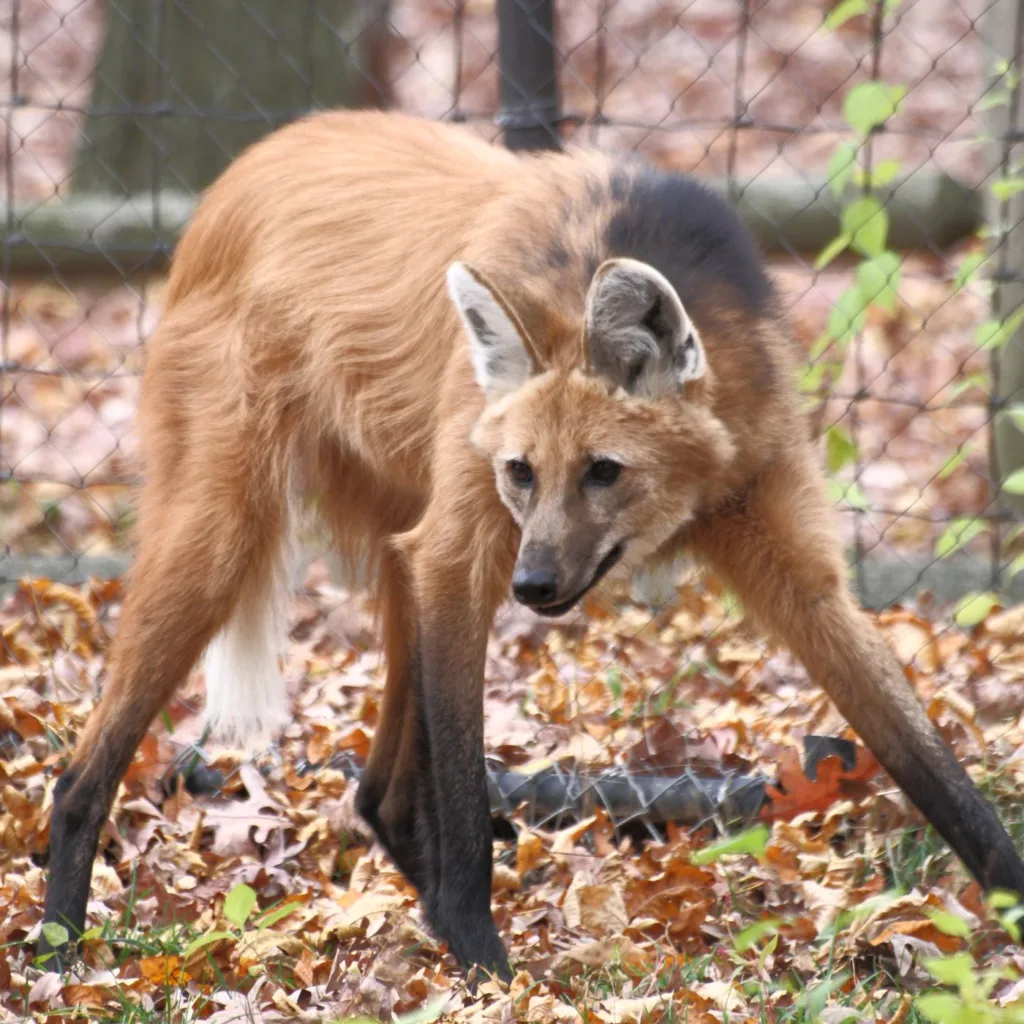 maned wolf 1684632514