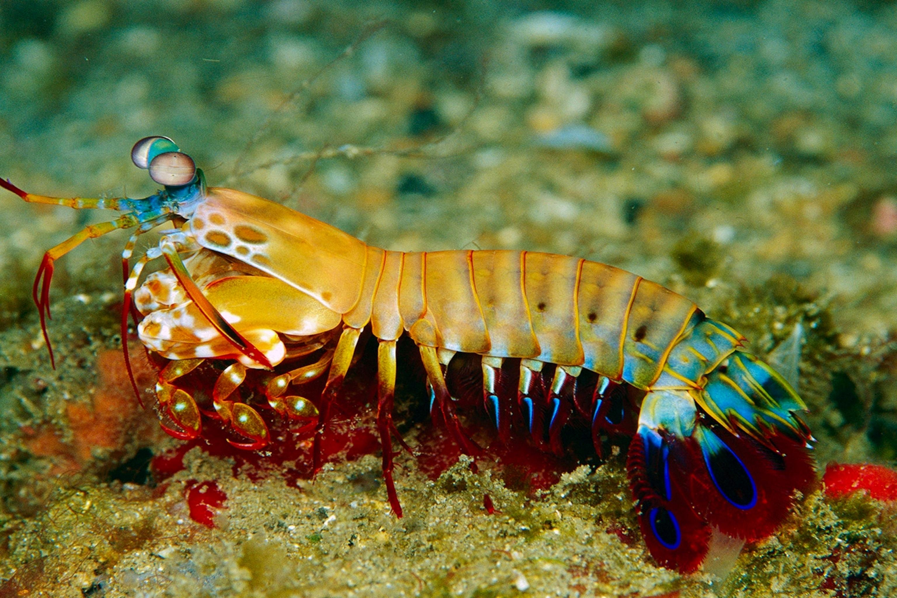 mantis shrimp heats water