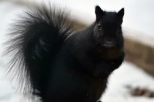melanism 1684673935