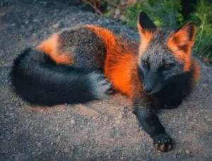 melanistic fox 1684674105