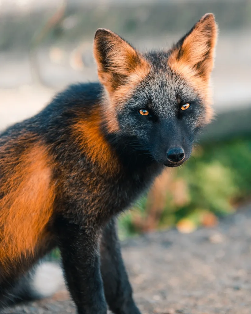 melanistic fox 1684674106