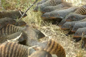 mongoose eating snake 1 1