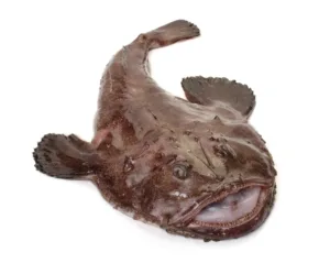 monkfish anglerfish 1 1