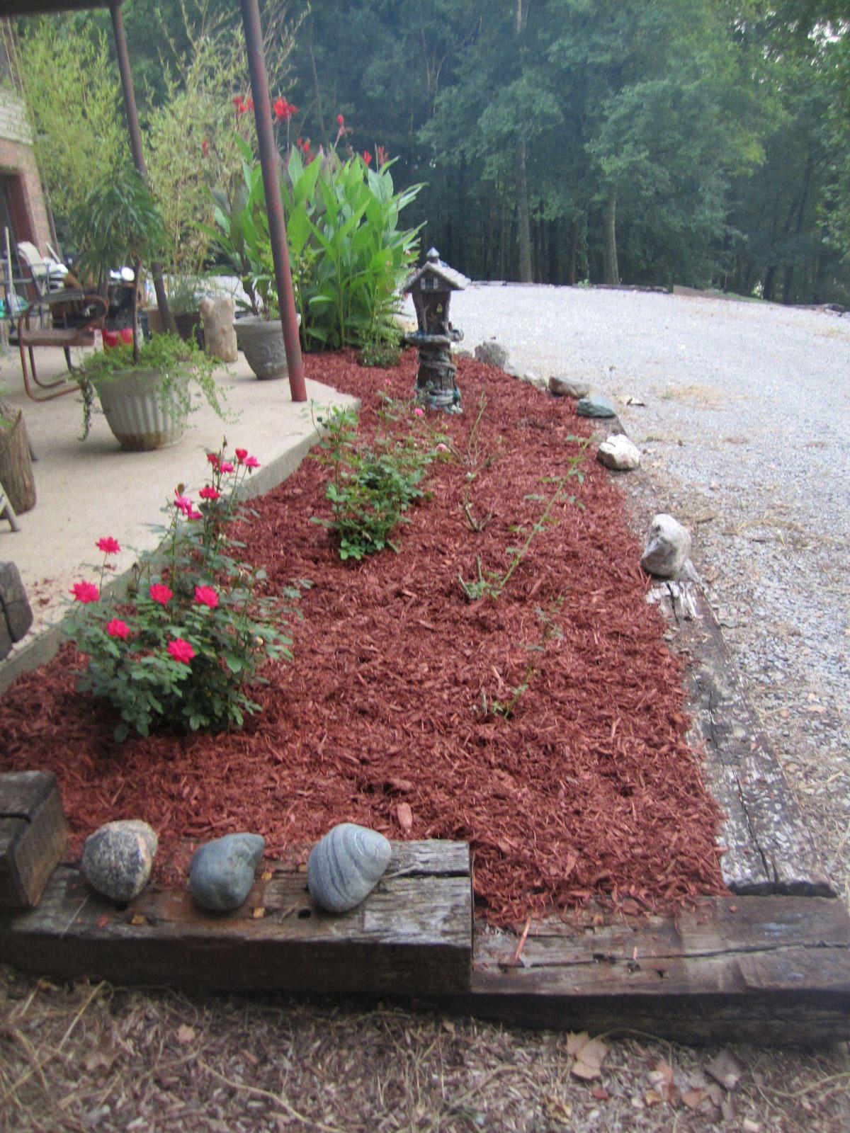 mulch around rose bushes