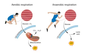 muscle fermentation lactic acid 1683192887