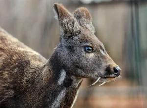 musk deer fighting 1 1