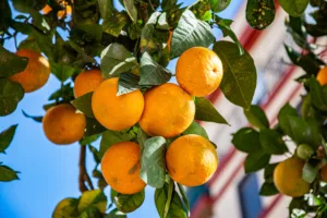 orange valencia 1685246607