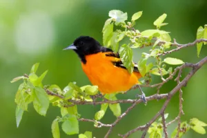 orioles in michigan 1 1