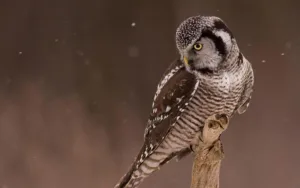 owl versus hawk 1 1