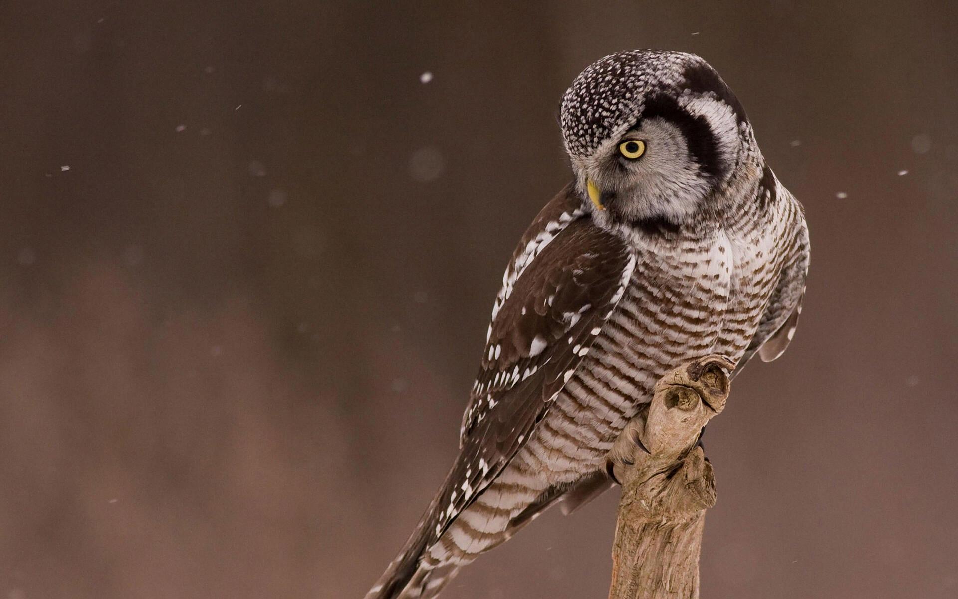 Pitting Owls Against Hawks