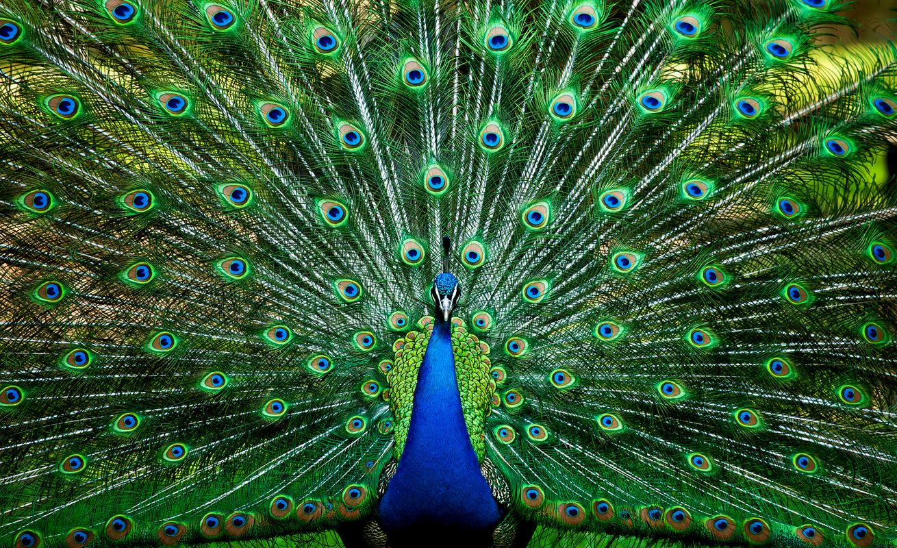 peacock noise