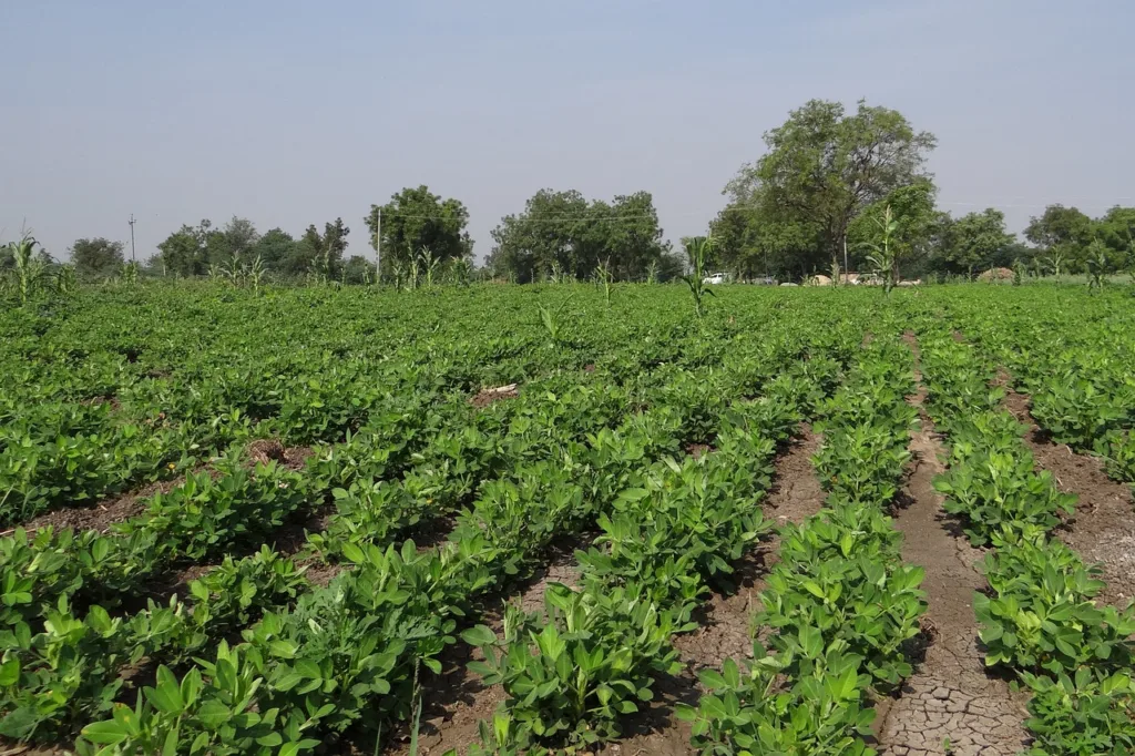 peanuts plant 1685528807