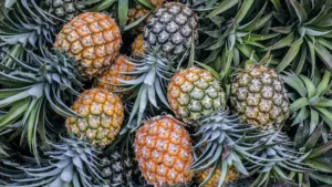 pineapple 1683883827