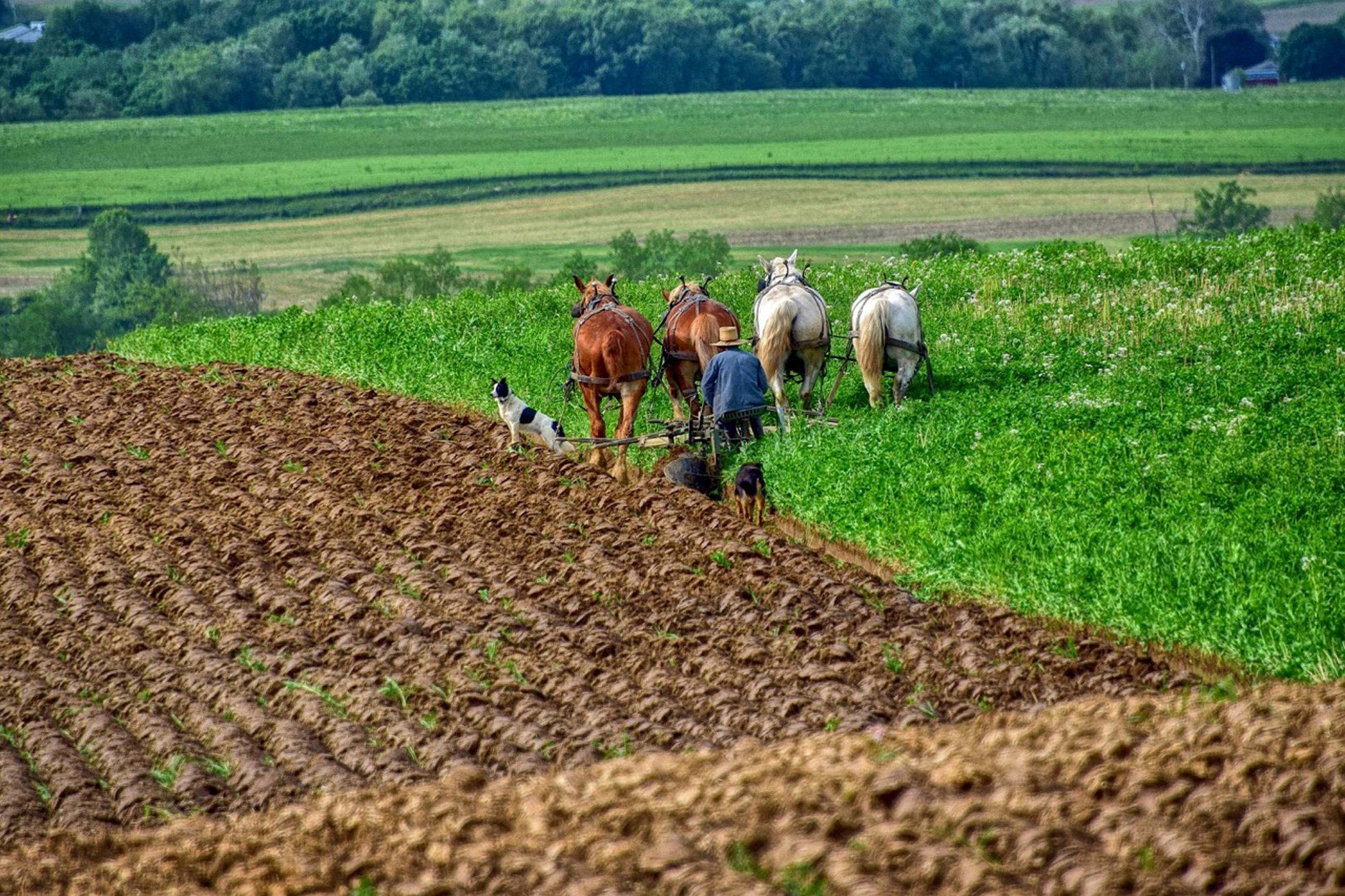 plowing a field