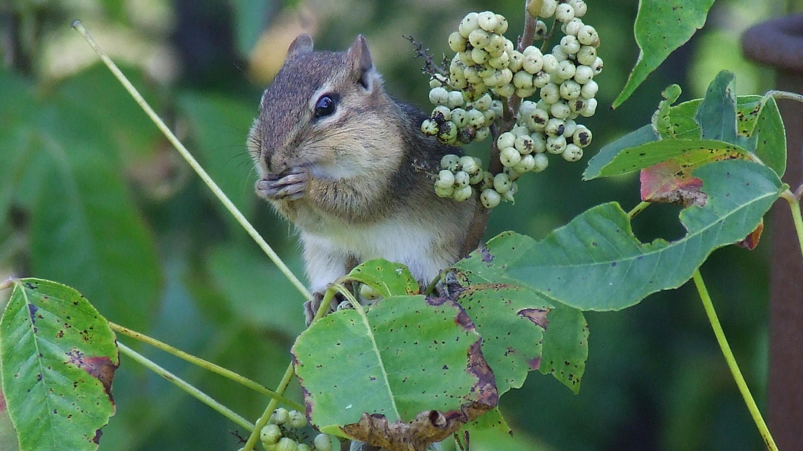 poison chipmunks