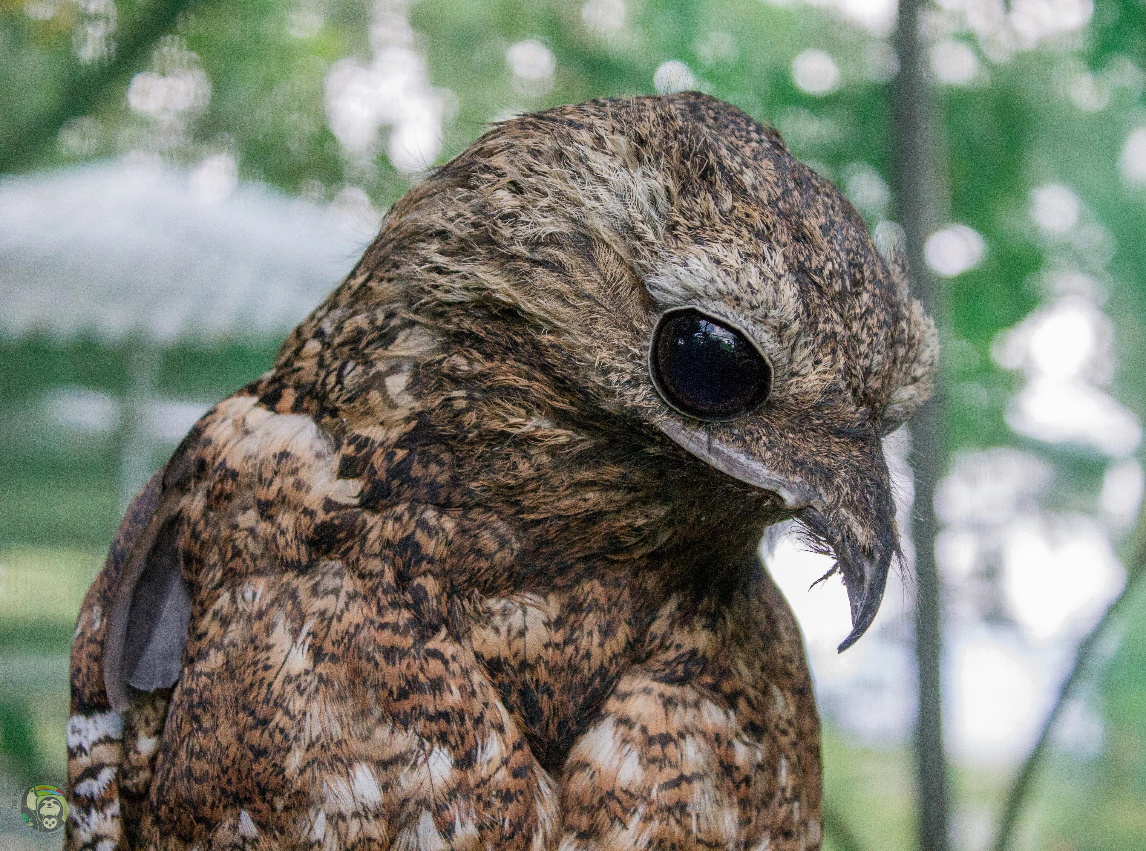 potoo owl