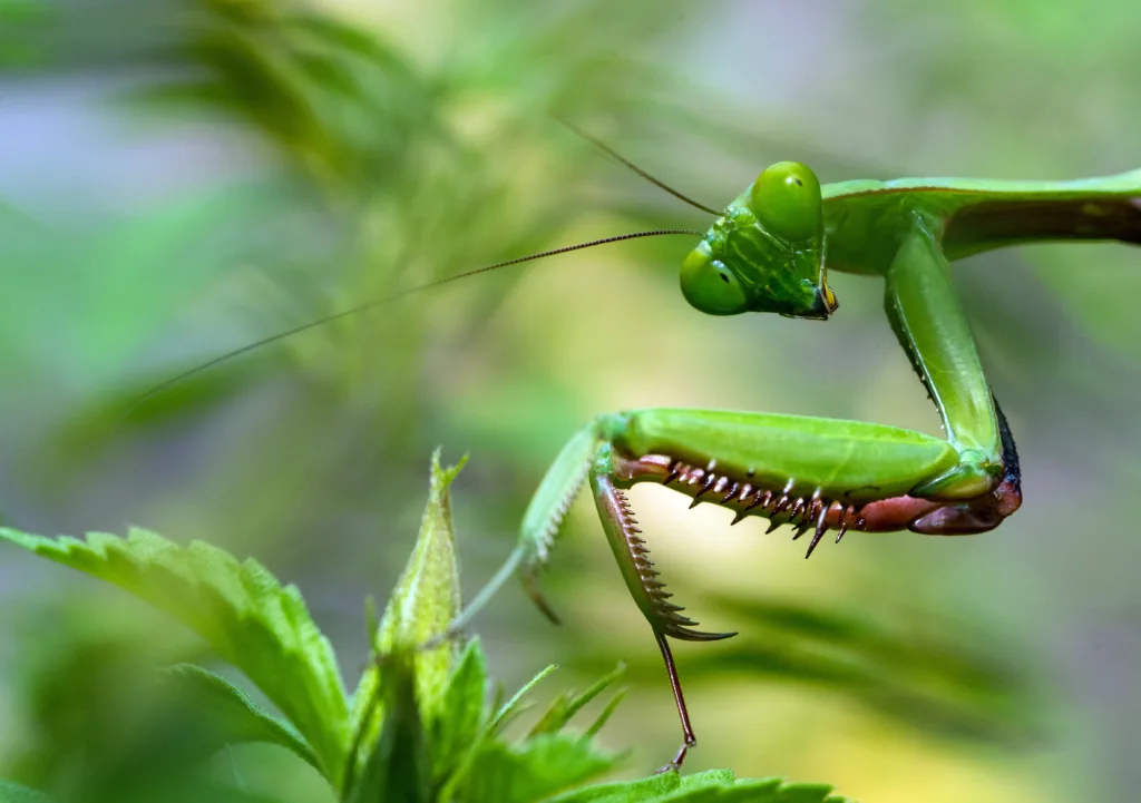 praying mantis 1683536970