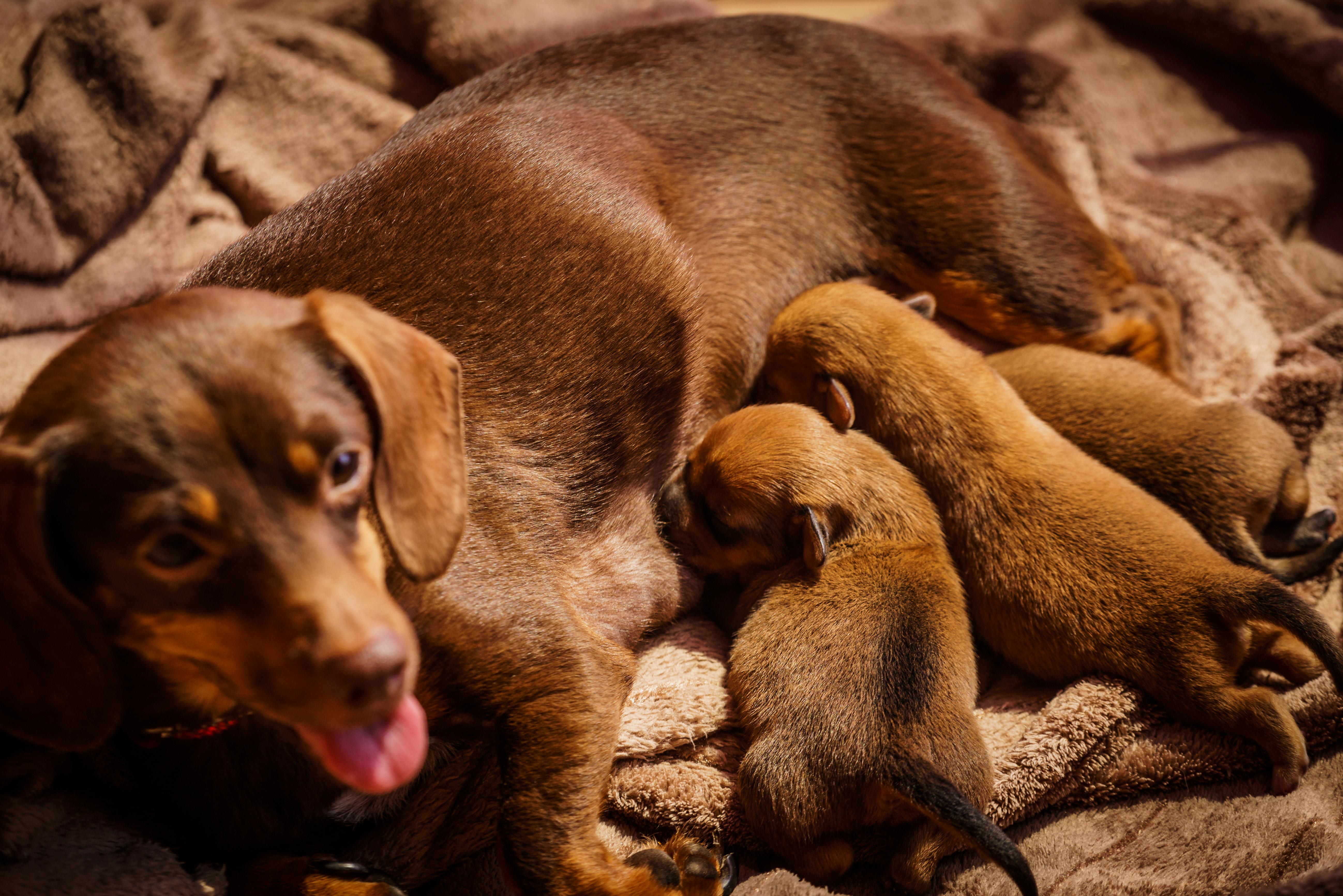 pregnant dog belly dropped