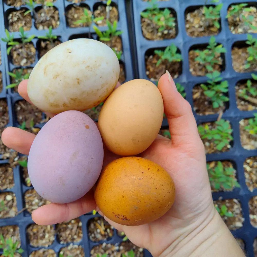 purple chicken eggs