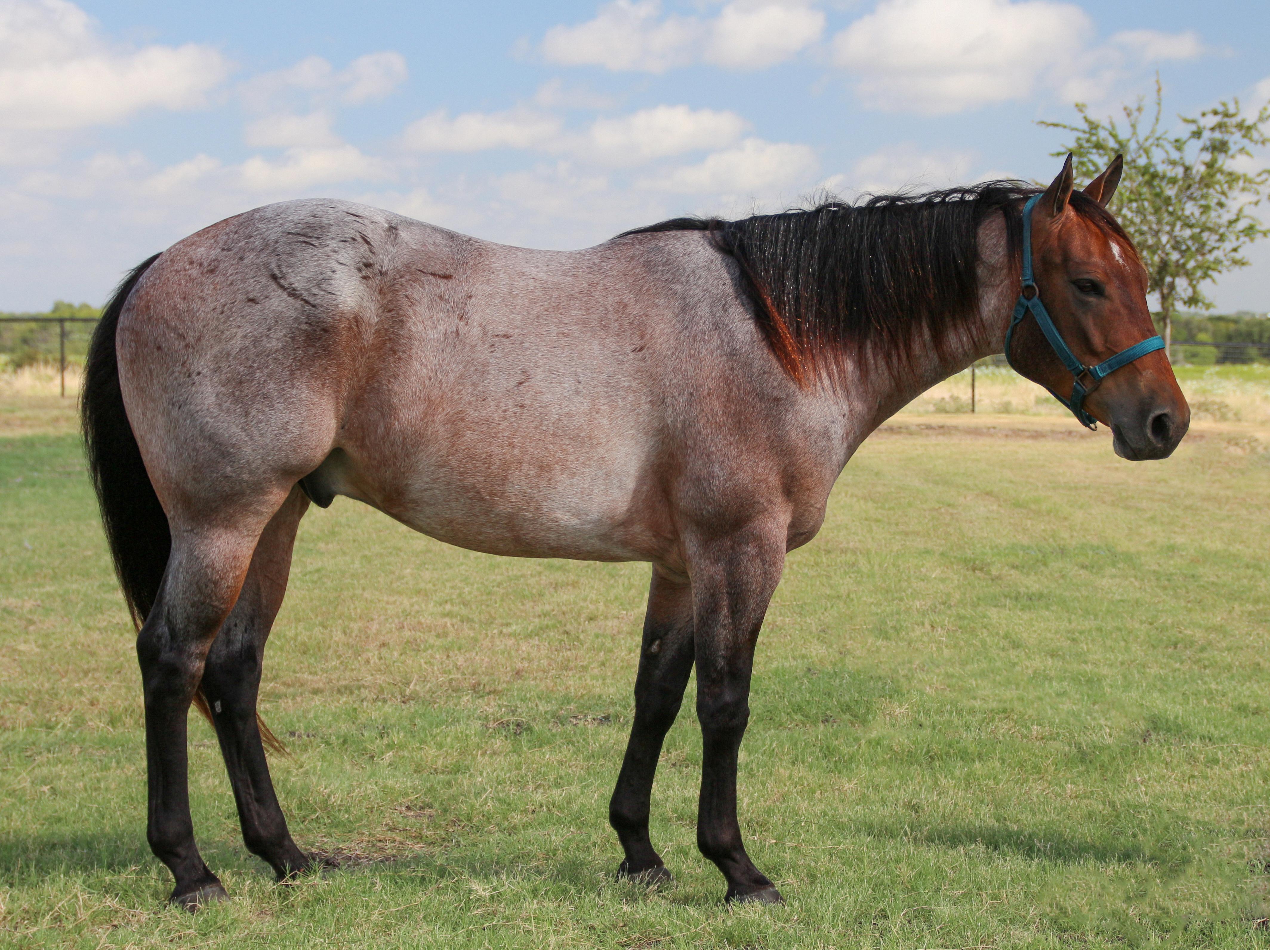 purple roan horse