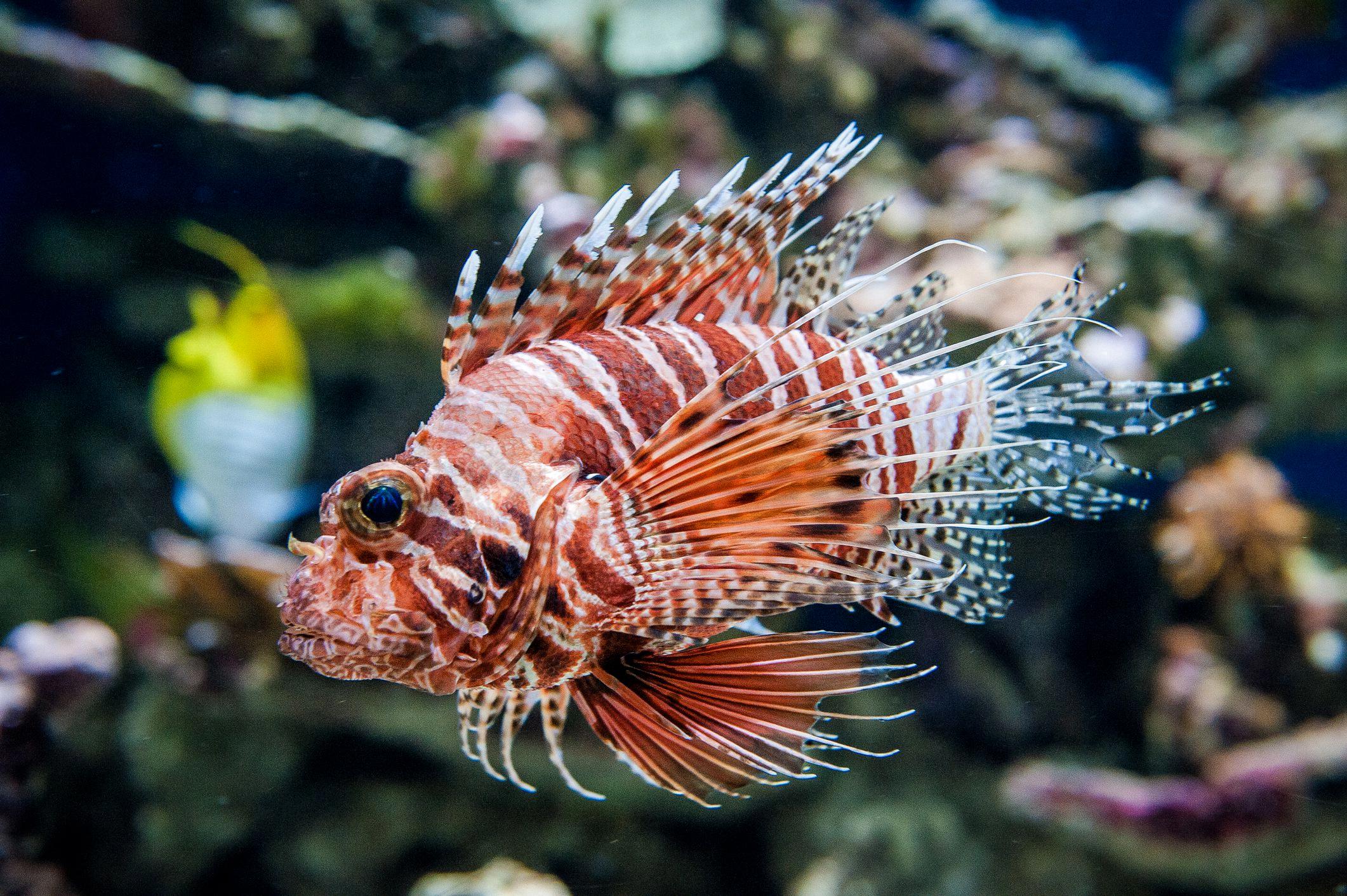 rock fish poisonous