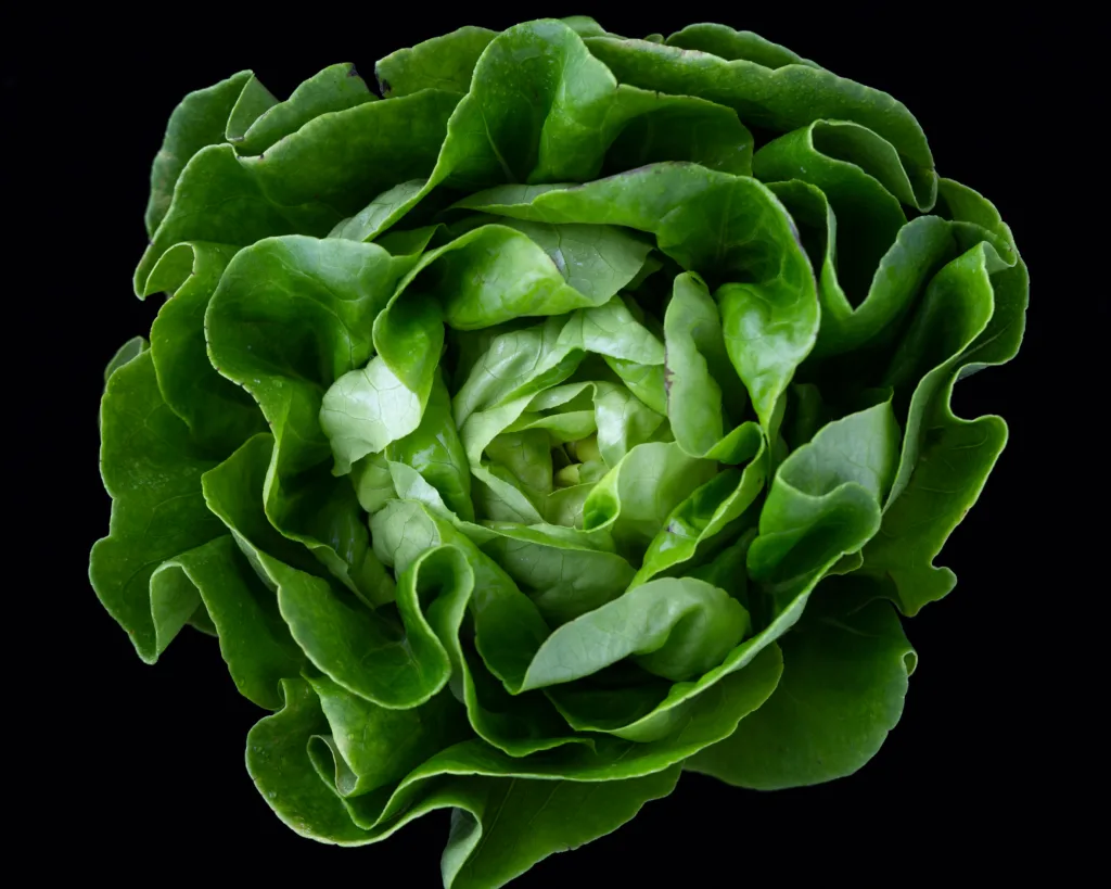 romaine lettuce 1683792610