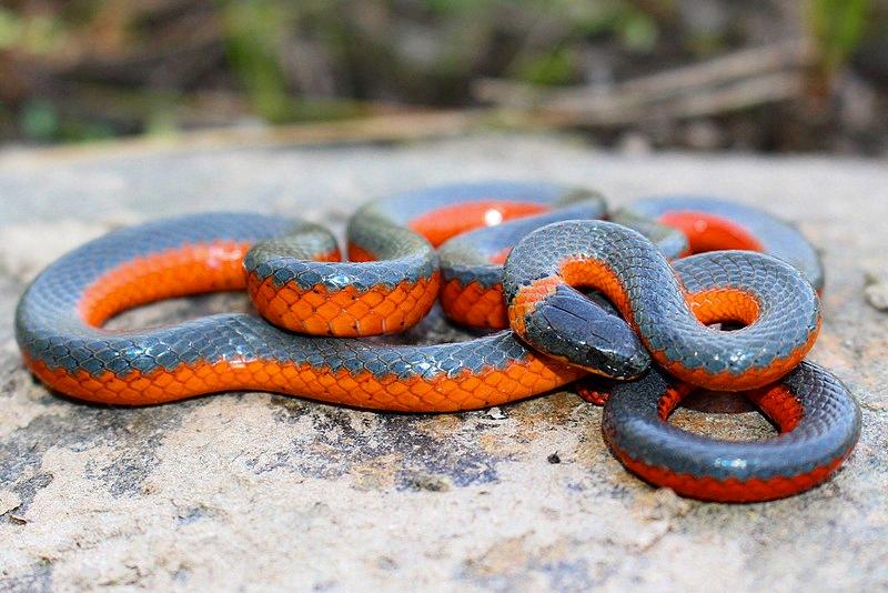 snakes that are black and orange