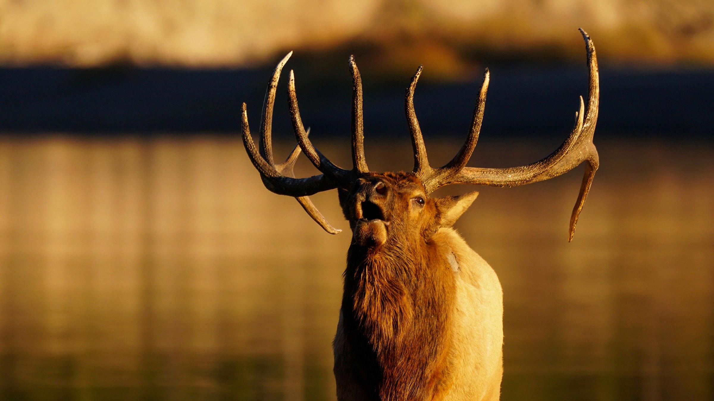 sound of an elk bugling
