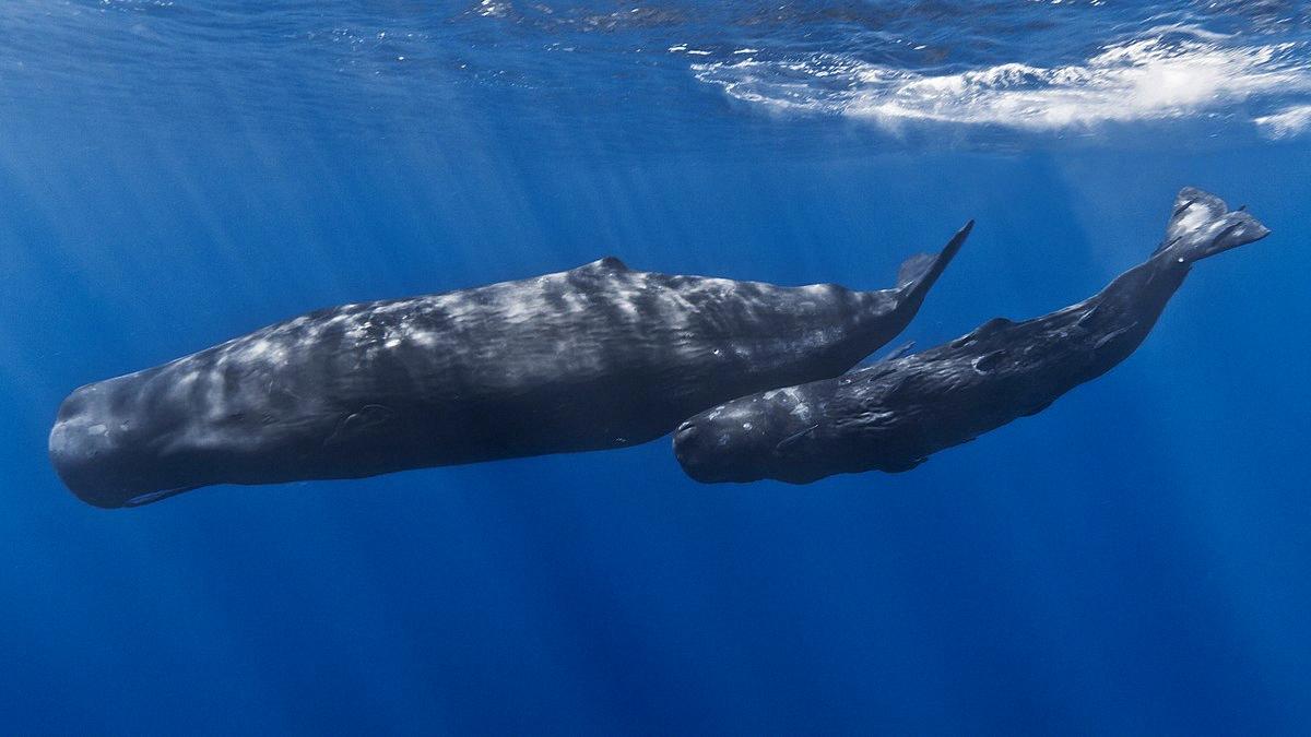 sperm whale loudest animal in the world