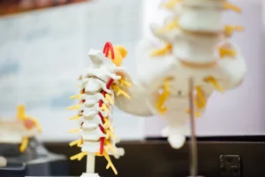 spinal cord 1685089351