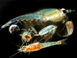 zooplankton 1684061179