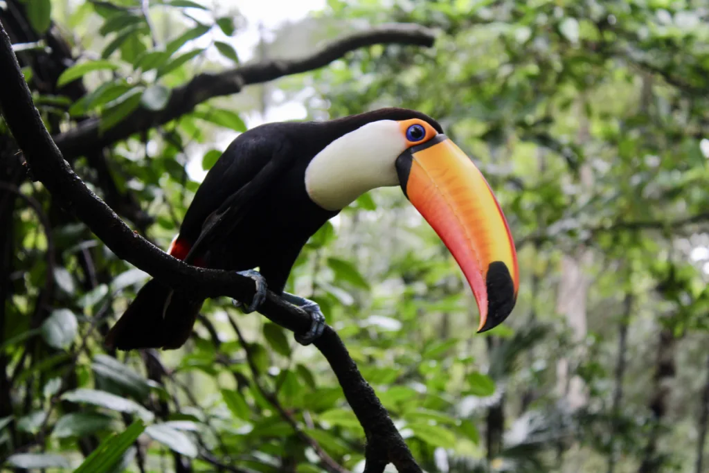 Toucan 1687431134